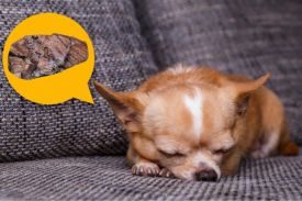 Dog Dream