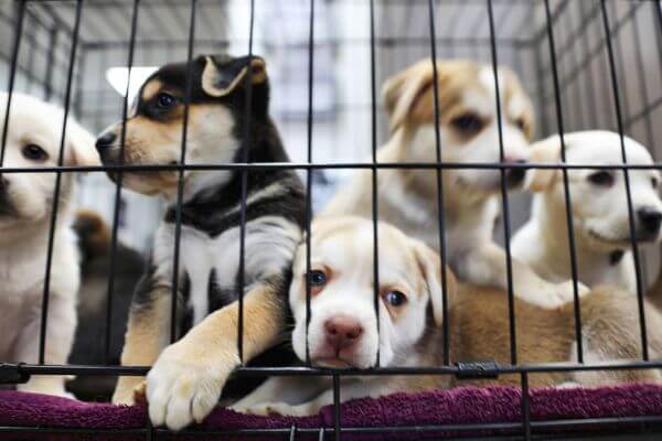 Dog Shelter
