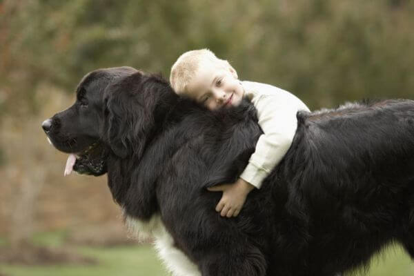 Owning A Big Dog