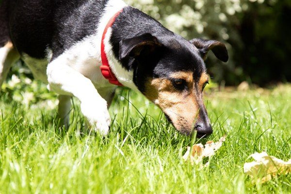 Why Do Dogs Roll In Poop 