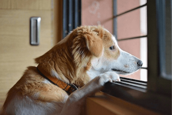 Why My Dog Follows Me 