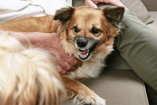 Why My Dog Follows Me 