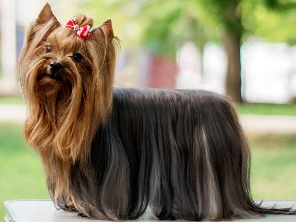 Yorkshire-Terriers