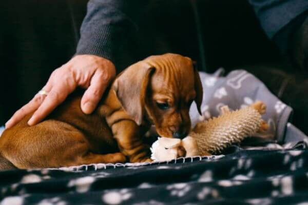 Small Dogs For Adoption