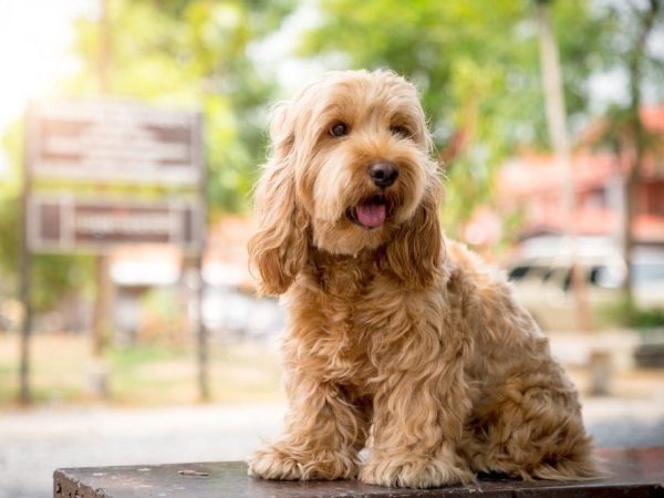 a5bd0e61ee-min cocker spaniel poodle mix