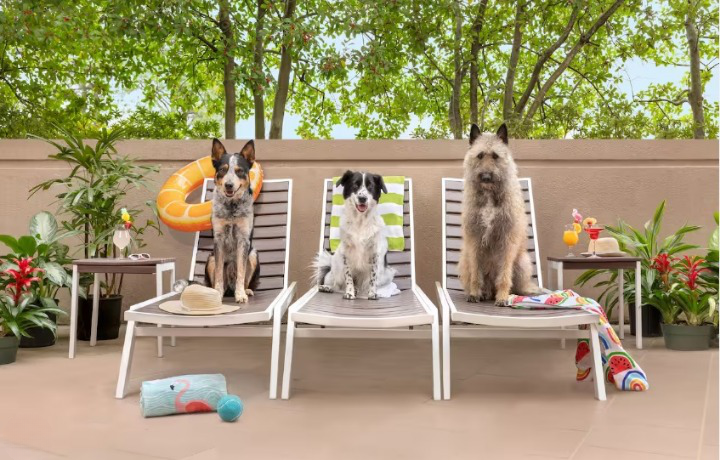 Dog Friendly Hotels