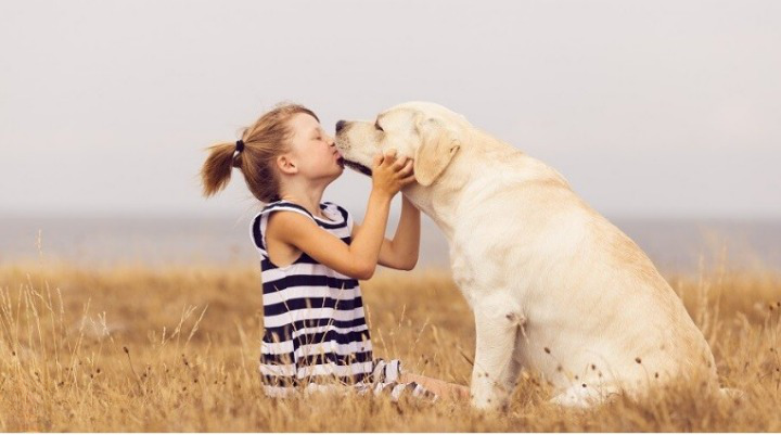 do dogs cry