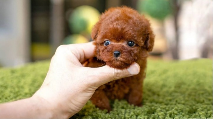 Dog Names That Start With N