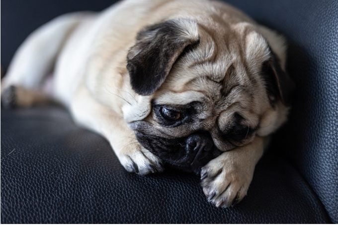do dogs cry