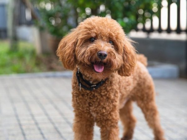 ad8f12b818-min Cockapoo dog
