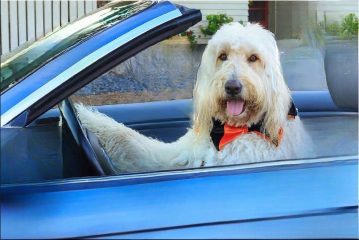 Dog Names That Start With N