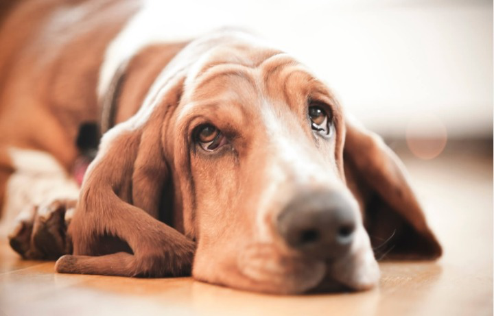 do dogs cry