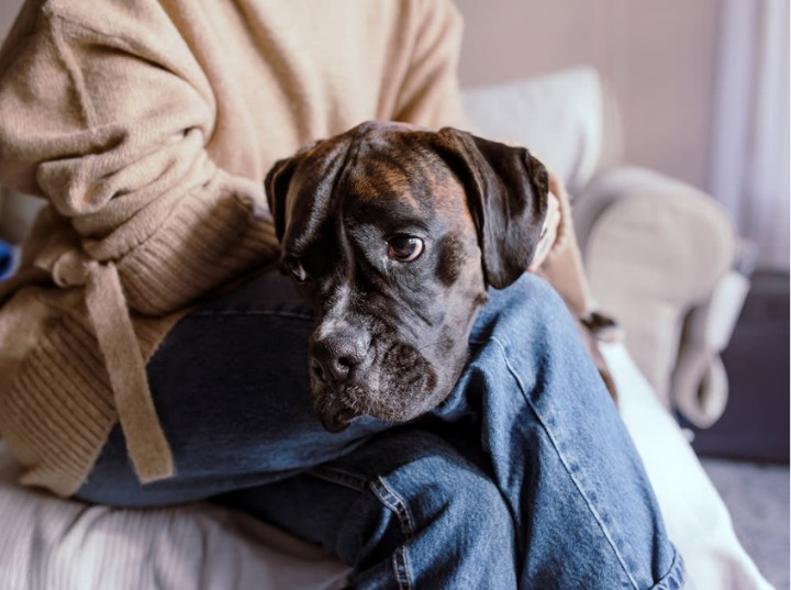 do dogs cry