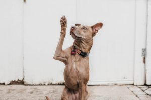 Dog Trick