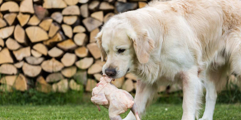 Are Dogs Carnivores
