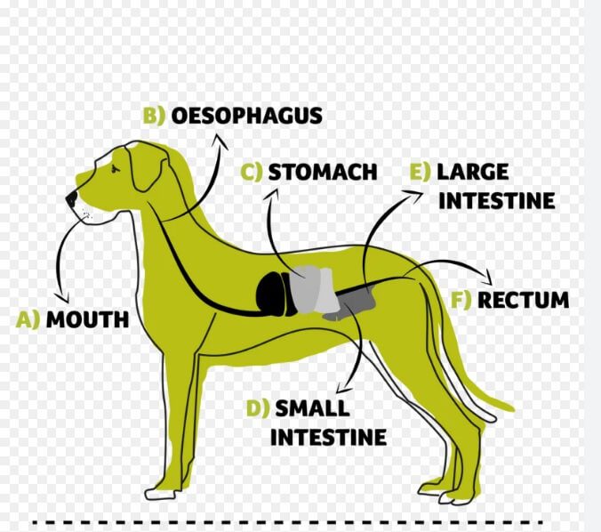 Are Dogs Omnivores