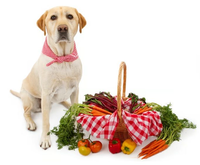 Are Dogs Omnivores