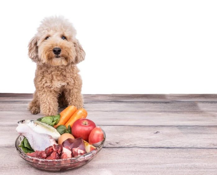 Are Dogs Omnivores
