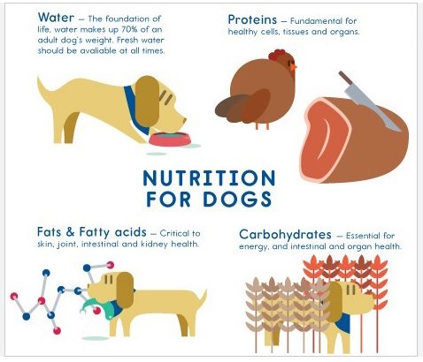 Are Dogs Omnivores