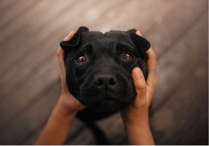 do dogs cry