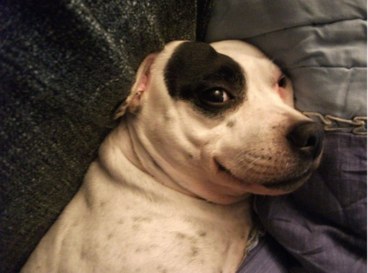 Do Dogs Smile