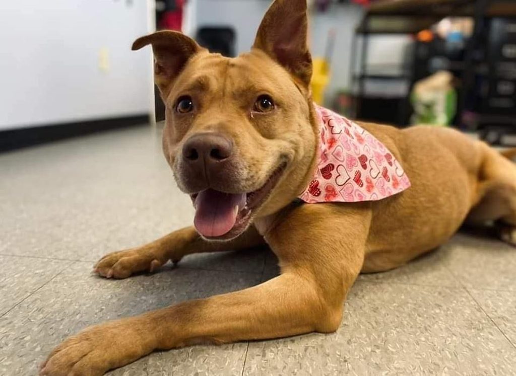 SPCA Titusville