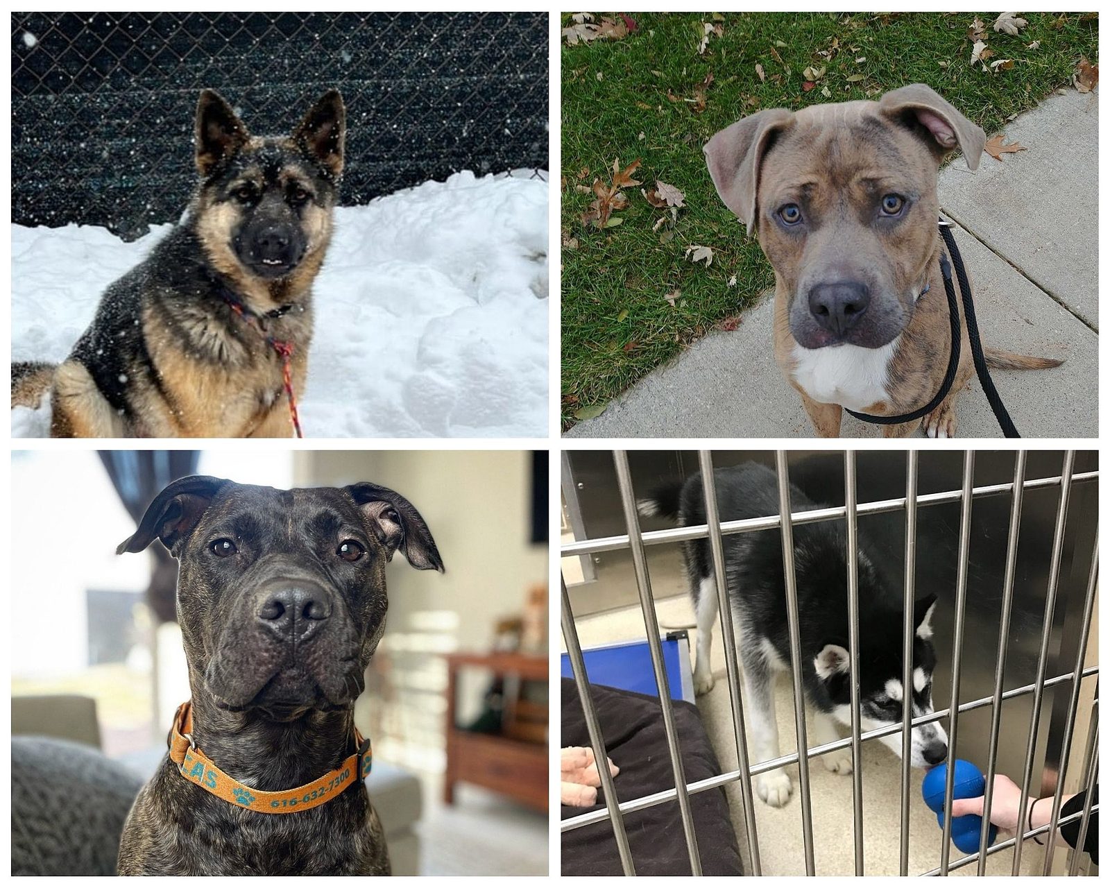 Animal Shelter Kent County