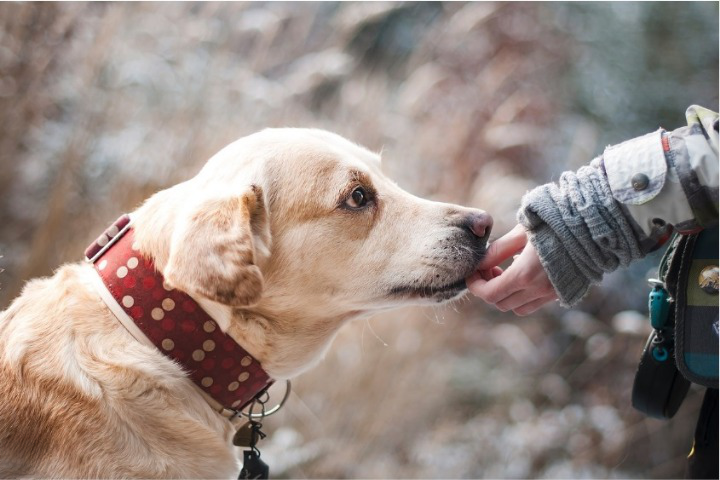 autistic dogs
