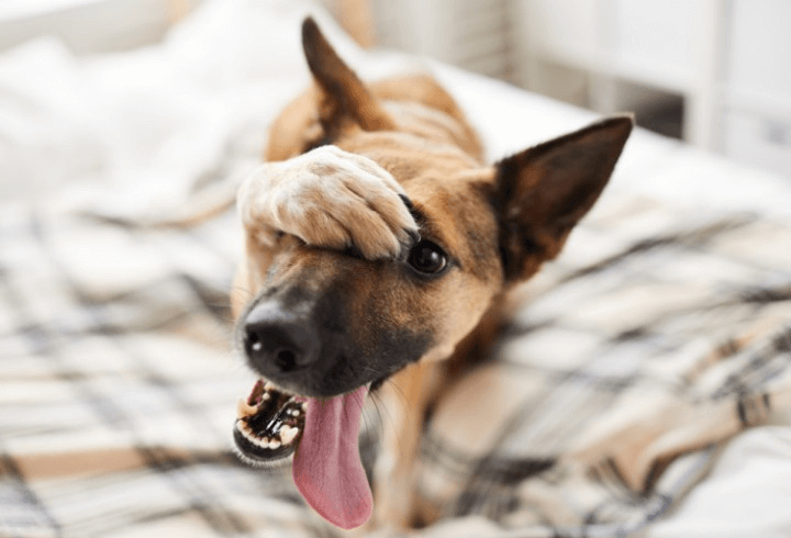 autistic dogs