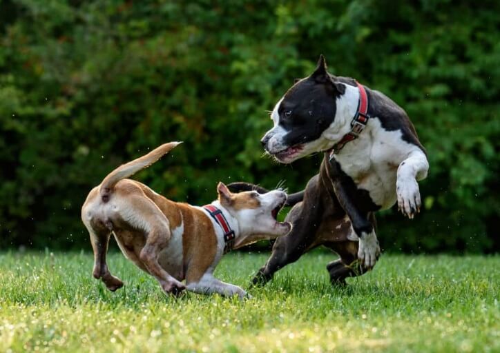 autistic dogs