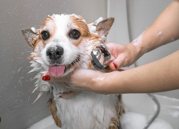 Bathe Your Dog