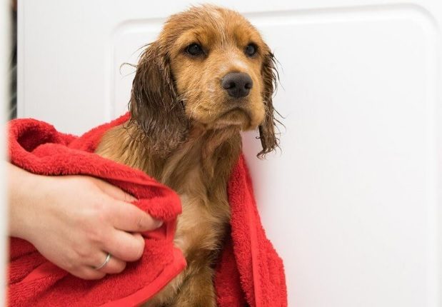 Bathe Your Dog