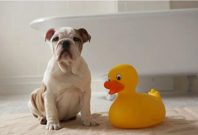Bathe Your Dog