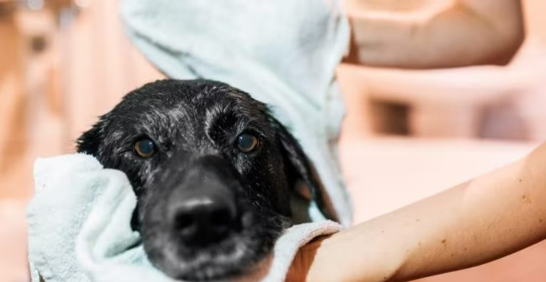Bathe Your Dog