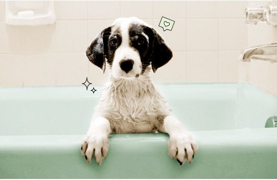 Bathe Your Dog