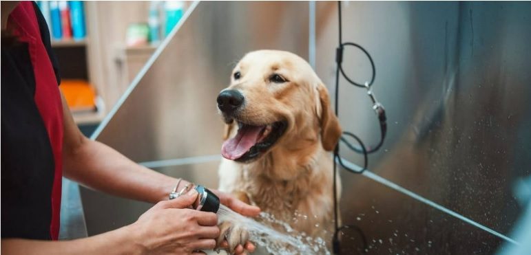 Bathe Your Dog