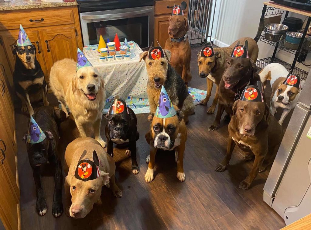 Dog Celebrations