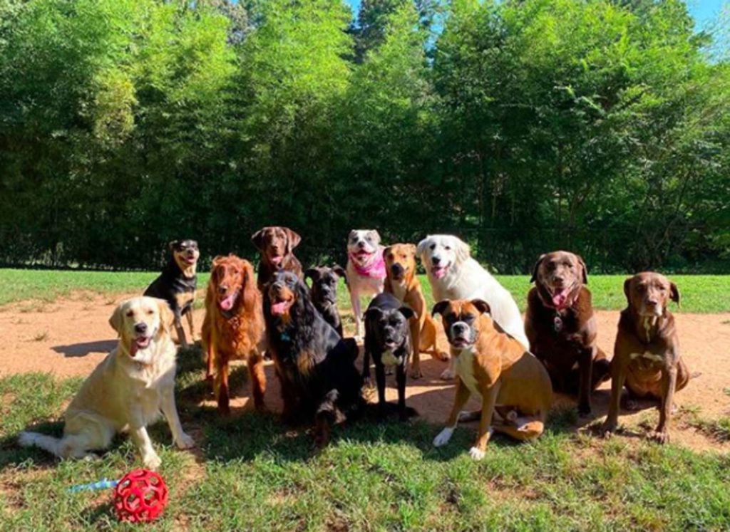 Dog Celebrations