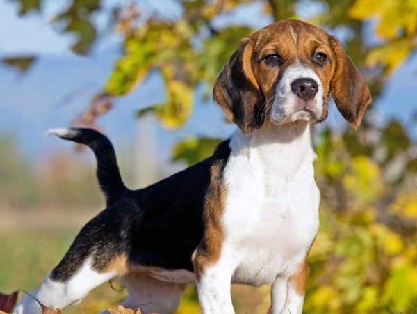beagle