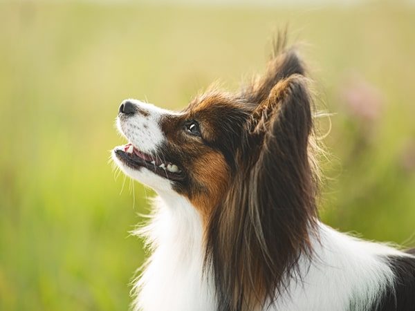 beautiful papillon-min beautiful papillon