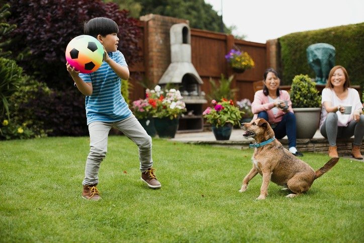 Dogs Day Out