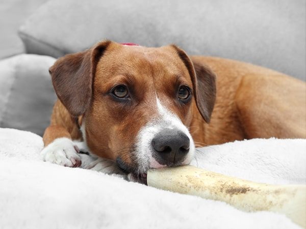brown chew