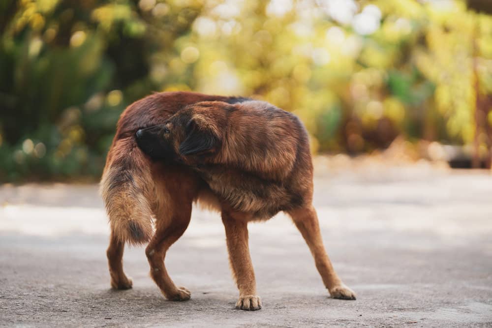 Why Do Dogs Sniff Butts