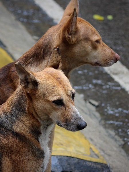 brown dog