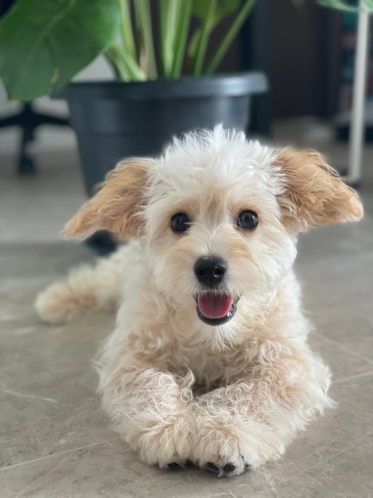 Jackapoos