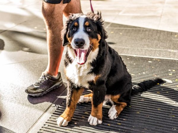 calico dog