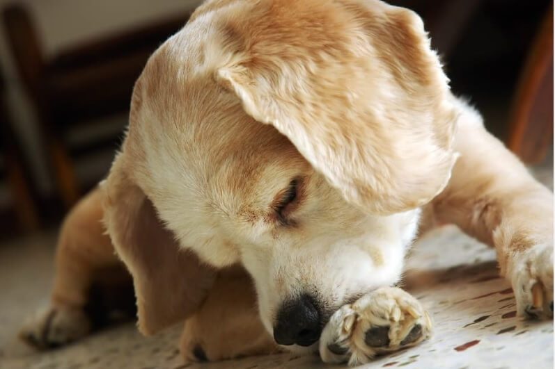 Can Dogs Get Lice