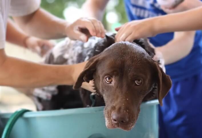 Can Dogs Get Lice
