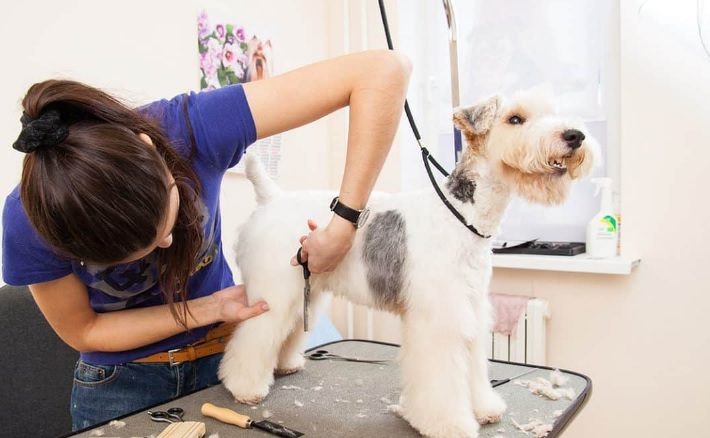 Can Dogs Get Lice