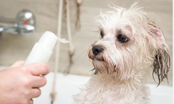 Can Dogs Get Lice